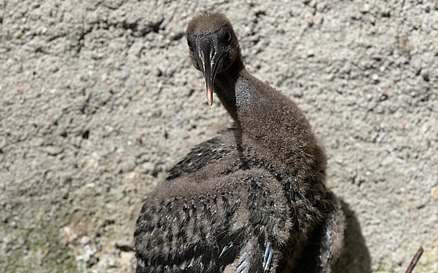 Olomoucká zoo se po letech opět pyšní malým ibisem, pomohla umělá hnízdní místa