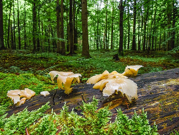 Sm�en� karpatsk� lesy pat�� k nejkr�sn�j��m ve st�edn� Evrop�.