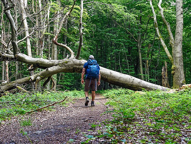 Trasa vede po v�chodn� polovin� V�chodokarpatsk� magistr�ly, kter� spojuje vrch...