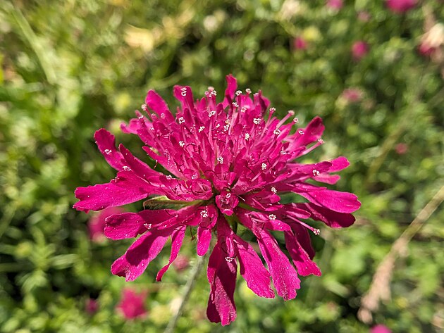 Fotografie po��zen� smartphonem Google Pixel 8 Pro