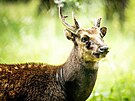 Sambary skvrnit chov ostravsk zoo poprv v historii, jeleny zskala v rmci...