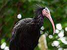 Voliru olomouck zoo obvalo o polovinu mn samc ibis ne samic, co v...