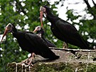 Voliru olomouck zoo obvalo o polovinu mn samc ibis ne samic, co v...