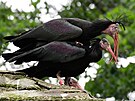 Voliru olomouck zoo obvalo o polovinu mn samc ibis ne samic, co v...