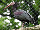 Voliru olomouck zoo obvalo o polovinu mn samc ibis ne samic, co v...