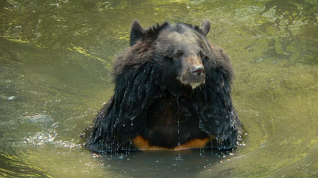 V Zoo Ostrava musela být ze zdravotních d�vod� utracena samice medv�da u�atého....