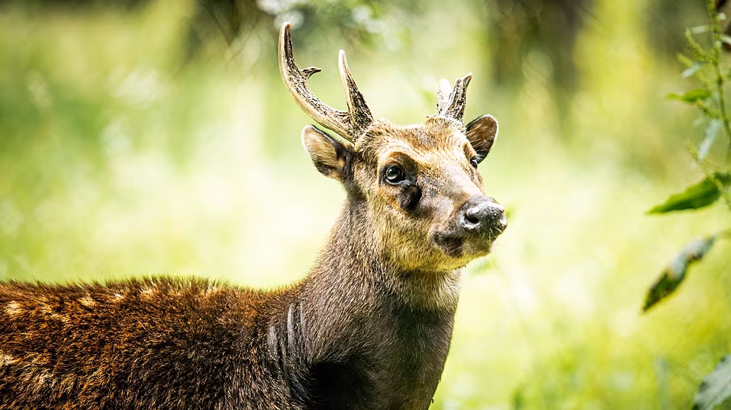 Sambary skvrnité chová ostravská zoo poprvé v historii, jeleny získala v rámci...