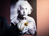 Mikroskopickou ást mozku geniálního vdce Alberta Einsteina vystavovali v roce...