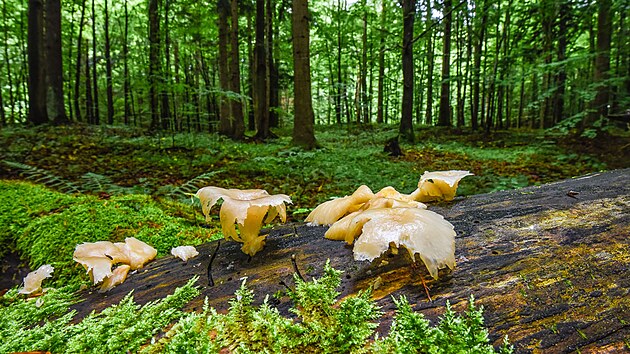 Sm�en� karpatsk� lesy pat�� k�nejkr�sn�j��m ve st�edn� Evrop�.