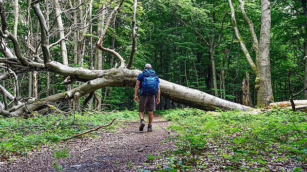 Trasa vede po v�chodn� polovin� V�chodokarpatsk� magistr�ly, kter� spojuje vrch Min�ol v�poho�� �ergov s�obc� Ub�a na hranic�ch Slovenska s�Ukrajinou a celkov� m��� 250 kilometr�.