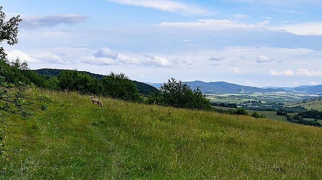 Za �est dn� p��ho putov�n� jsem na stezce potkal jen asi deset lid�, zato jsem ale natrefil na dv� li�ky a spoustu jelen� zv��e.