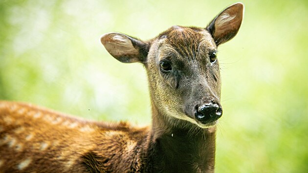 Samice sambara skvrnitho z ostravsk zoologick zahrady u mon dokonce zabezla. (7. ervence 2024)