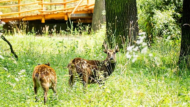 Pr sambar ije v ostravsk zoo ve vbhu pod restaurac Saola. (7. ervence 2024)