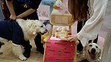 Psí svatba v ínském mst anghaj (29. ervna 2024)