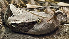 Zmije gabunská (Bitis gabonica gabonica) na hadí farm v Zoo...