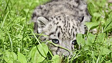 Mlá�ata irbis� se v jihlavské zoo narodila v kv�tnu.