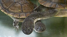 Chov vzácných elv dlouhokrek je velice dleitý kvli zachování genofondu a...