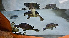 Chov vzácných elv dlouhokrek je velice dleitý kvli zachování genofondu a...