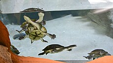 Chov vzácných elv dlouhokrek je velice dleitý kvli zachování genofondu a...