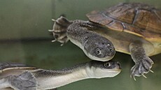 Chov vzácných elv dlouhokrek je velice dleitý kvli zachování genofondu a...