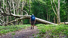 Trasa vede po východní polovin� Východokarpatské magistrály, která spojuje vrch...