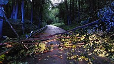 Vítr bhem nedlních bouek lámal stromy.