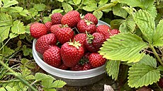 Jah�dky, u nás opravdu na ka�dém kroku