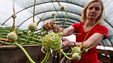 Lenka Lefnerová ze zku�ební stanice Úst�edního kontrolního a zku�ebního ústavu...