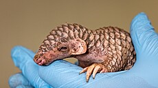 V praské zoo se narodilo druhé mlád ohroeného luskouna krátkoocasého. (1....