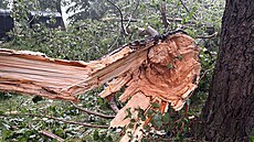 V ulici U Kempinku v Praze-Braníku spadl v bou�ce strom a zranil dva lidi. (6....