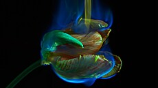 Burning Flowers, Mat Collishaw