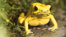 Pra�ská zoo vystavuje jedovaté pralesni�ky. Jde o zhruba jeden a� p�t...