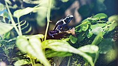 Pra�ská zoo vystavuje jedovaté pralesni�ky. Jde o zhruba jeden a� p�t...