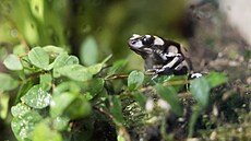 Pra�ská zoo vystavuje jedovaté pralesni�ky. Jde o zhruba jeden a� p�t...