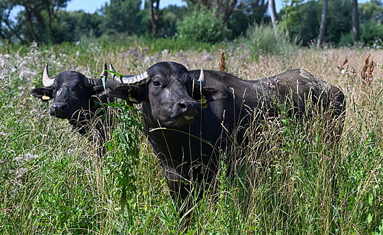 Vypoutní vodních buvol do ptaí oblasti Stední nádre vodního díla Nové...