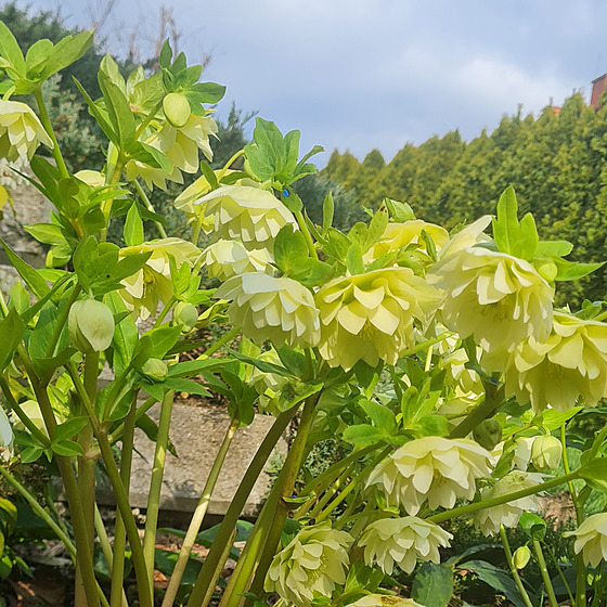 Na sto kultivar� �eme�ic rozzá�í zahradu u� ke konci zimy.