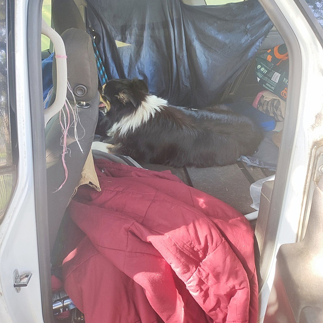 Majitel choval psa přes rok v autě. Ochránci se bouřili, dal ho radši do útulku