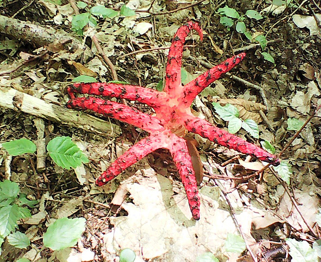 Červená „hvězdice“ se slizem. V lesích u Litovle roste vzácná exotická houba