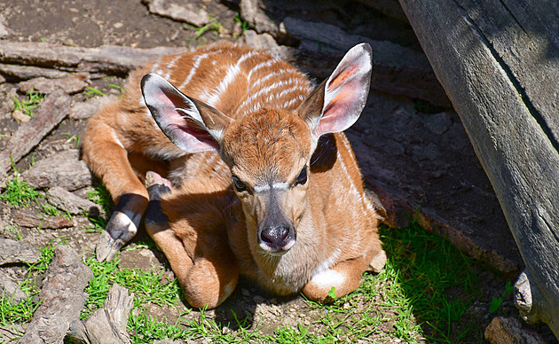 Jihlavská zoo láká na nové přírůstky, těší se z mláďat antilop a jeseterů
