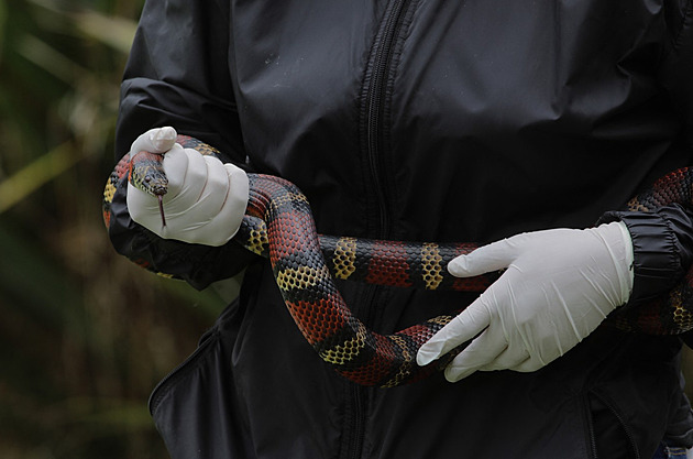 Celníci v Číně zadrželi pašeráka. V kalhotách mu našli stovku živých hadů