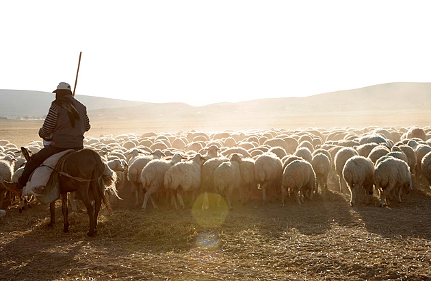 Když uteče pastevec. V Turecku shánějí správce stád, vláda spoléhá na cizince