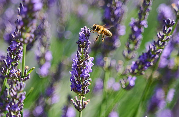 Jarní řez levandule krok za krokem. Ostříhejte ji správně a zhoustne do léta