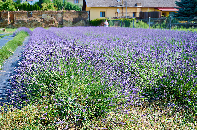 Fialový poklad z Provence zklidňuje tělo. A voní jako léto na venkově
