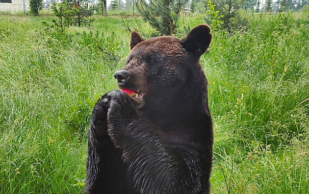 V táborské zoo uhynul medvěd baribal, dožil se úctyhodného věku 28,5 roku