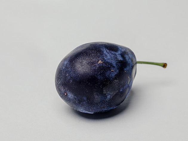 Jarní střih švestek rozhoduje o úrodě. Poradíme, kdy vzít nůžky a jak řezat