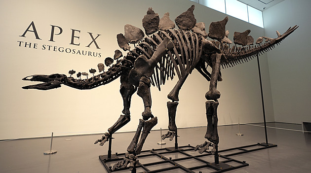 Nejdražší dinosaurus všech dob. Kostra stegosaura se v aukci prodala za miliardu