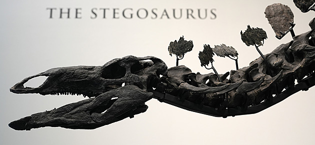 Do aukce jde kostra až 161 milionů let starého stegosaura, europoslanci si zvolí pětici kvestorů