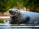 V chomutovskm zooparku proil Kaek osmadvacet let a zplodil osm potomk.