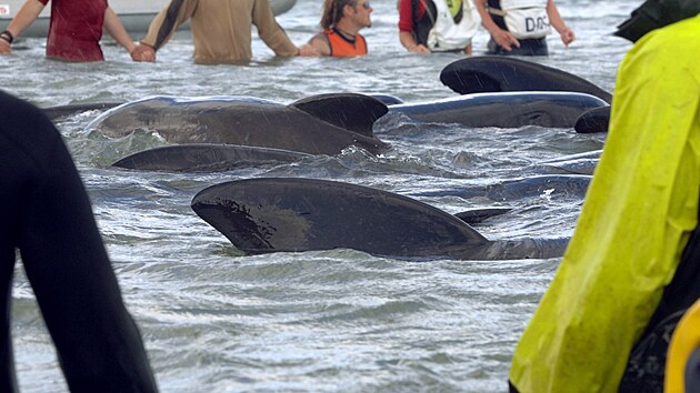 Vce ne sto velryb se na konci roku 2005 zchranm a dobrovolnkm podailo uvolnit a s vyuitm vysokch vln dostat zpt do moe. (21. prosince 2005)