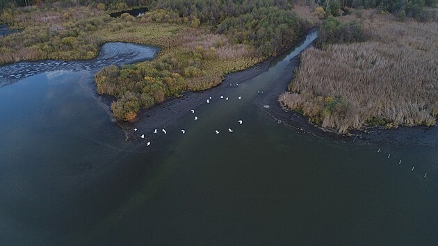 Veden� chr�n�n� oblasti o�ek�v�, �e vz�cn� �ivo�ichov� budou m�t lep�� podm�nky pro �ivot.